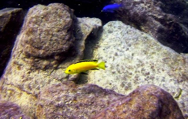 Labidochromis caeruleus 'Mbowe Island'